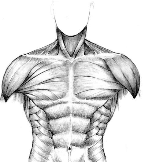 muscular study - front torso by seventyseven on DeviantArt | Human ...