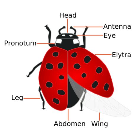 Image: Coccinellidae (Ladybug) Anatomy