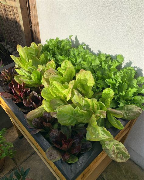 Growing Lettuce in Containers: A Beginner's Guide — Meadowlark Journal