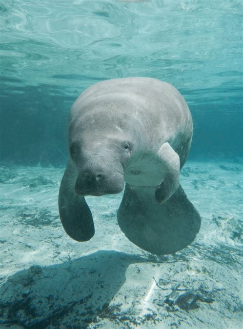 The Cutest Creatures of the Sea - 7 Baby Manatee Facts - Animal Corner