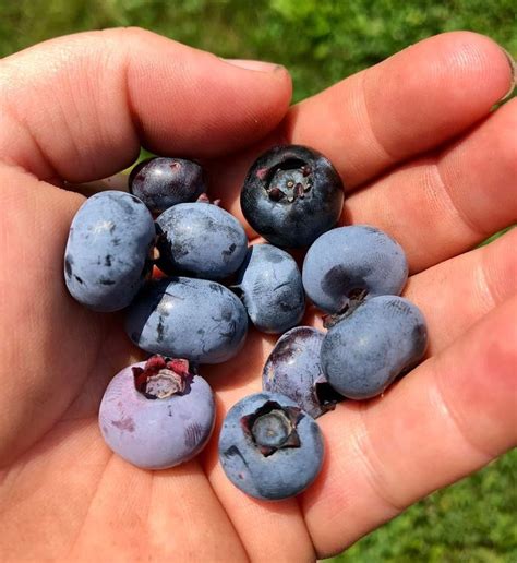 50+ Farms for Blueberry Picking Near Me - Days Out On The Farm