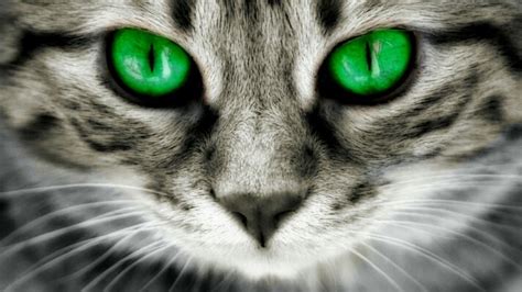 Green-eyed cat wallpaper - backiee