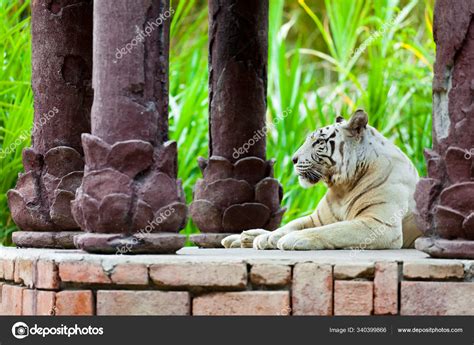 White Royal Bengal Tiger — Stock Photo © PantherMediaSeller #340399866