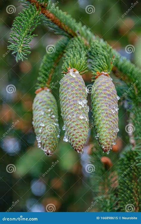 Green Spruce Tree Cones with Resin on Them, Closeup, Details Stock Image - Image of leaves ...