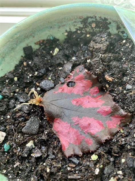 First time propagating from Rex Begonia! It’s got tiny roots and leaves ...