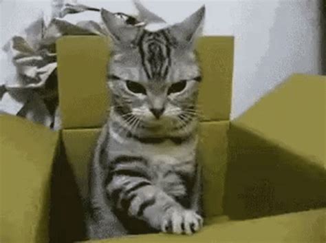 Cat In Box Cute GIF - Cat In Box Cute - Discover & Share GIFs