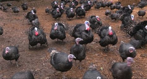 Turkey farmers bounce back this Christmas after devastating bird flu ...