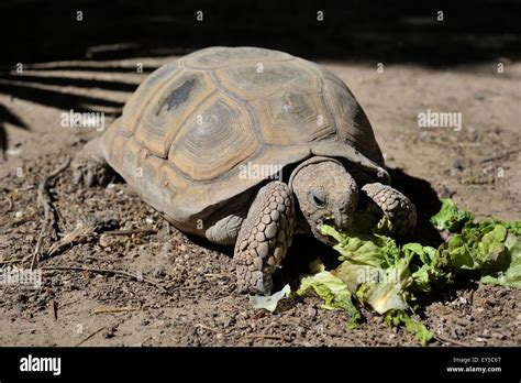 Chaco tortoise eating salad - Argentina Stock Photo - Alamy