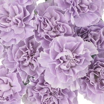 Light Purple Carnation Lavender - Bunch of 100 Stems