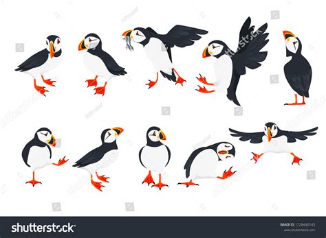 Set Atlantic Puffin Bird Different Poses Stock Vector (Royalty Free ...