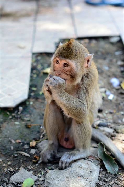 A Macaque Monkey Eating in Close-Up Photography · Free Stock Photo