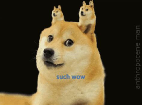 Doge Such Wow GIF - Doge Dog Such Wow - Discover & Share GIFs