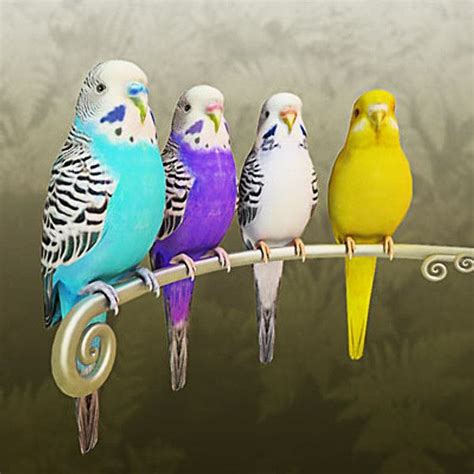 More on Budgies | Budgies, Pet birds, Pretty birds