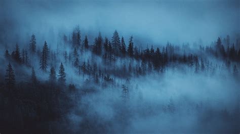 Pine Trees Fog Forest HD Dark Aesthetic Wallpapers | HD Wallpapers | ID #45573