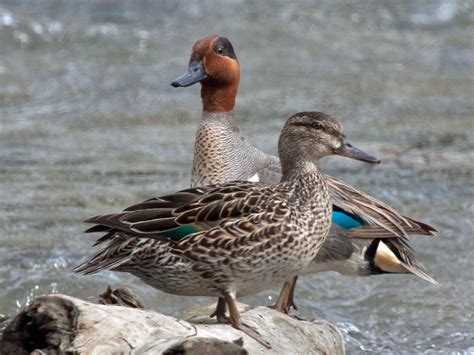 Green Winged Teal female | Green-winged Teal | Pinterest | Teal and Green