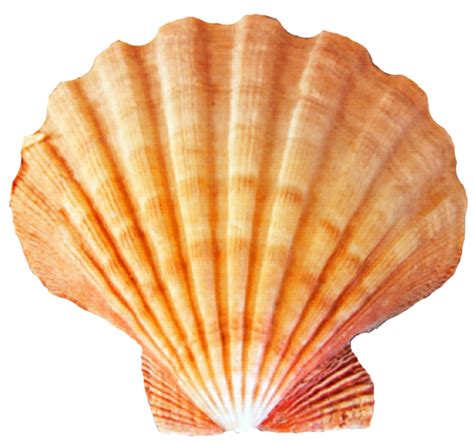 Seashell Desktop Wallpaper Clip art - Shell png download - 1024*962 - Free Transparent Seashell ...