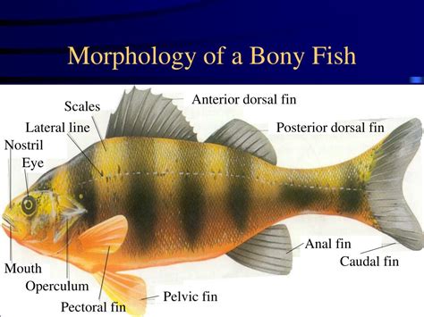 PPT - Evolution and Classification of Fishes PowerPoint Presentation ...