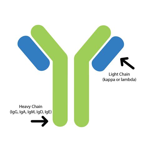 Kappa and Lambda Light Chains - The Myeloma Crowd