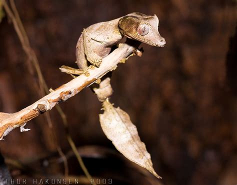 Satanic Leaf-tailed Gecko « Creepy Animals