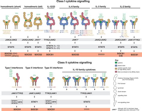 The molecular details of cytokine signaling via the JAK/STAT pathway - Morris - 2018 - Protein ...