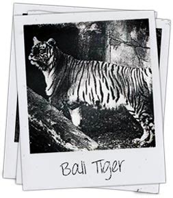 Full Bali Tiger Information | Project Endangered Tigers