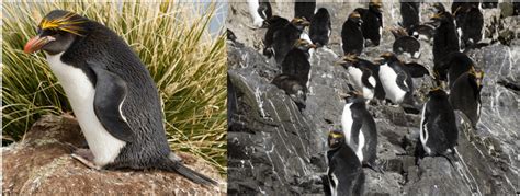 4 Types of Penguins on South Georgia Island! (2025) - Bird Watching HQ