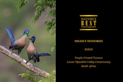 Bird Photography by The Flacks | Highly Honoured in Nature’s Best Photography Awards 2023