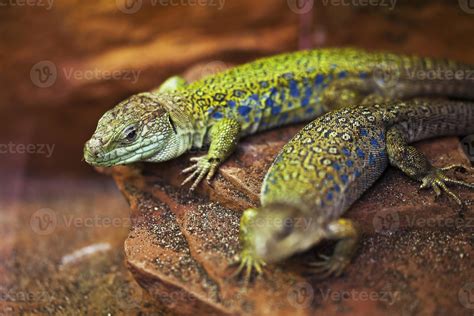 green lizard 721575 Stock Photo at Vecteezy