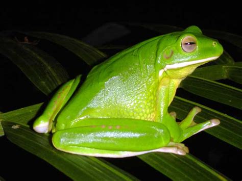 White Lipped Tree Frog Facts and Pictures