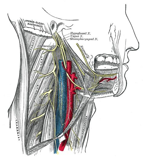 Cranial Nerve 9