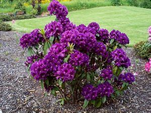 Deep Dark Purple Rhododendron / The glossy narrow leaves remain dark ...