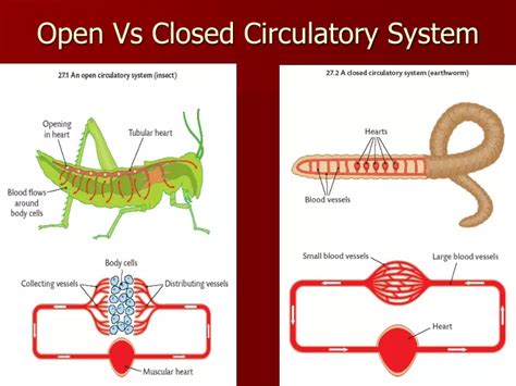 PPT - Open Vs Closed Circulatory System PowerPoint Presentation, free ...