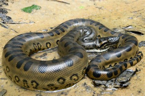 15 Animais Selvagens - O que são, exemplos, no Brasil e no mundo Anaconda Verde, Anaconda Attack ...