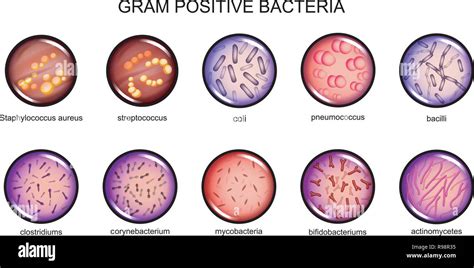 vector illustration of gram-positive bacteria. microbiology ...