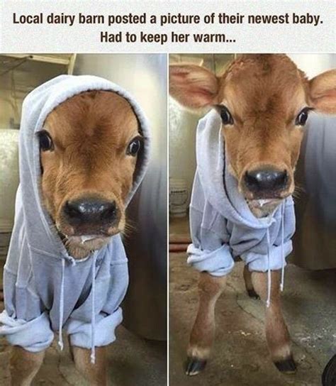 30 Of Today’s Freshest Pics And Memes | Cute baby animals, Baby cows, Baby animals