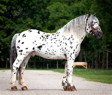 Hochtraun Vulkan XVIII, spotted Noriker stallion. Pferdezucht-Austria ...