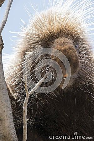 Porcupine With Teeth Showing In Portrait Shot Stock Photo - Image: 42454716