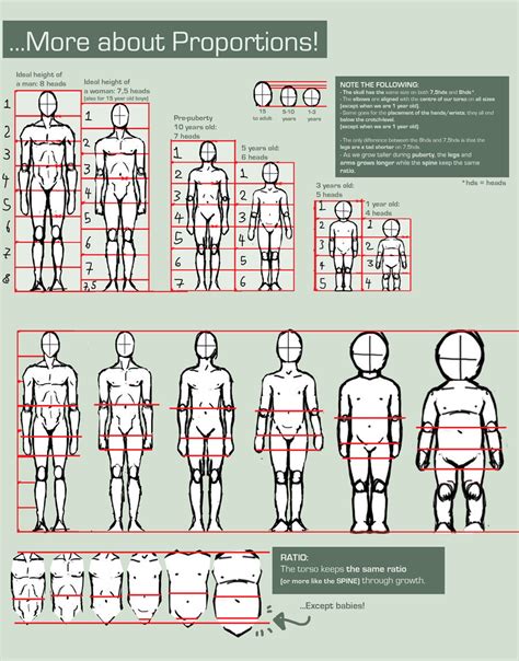 Proportions Guide | Drawing References and Reso...