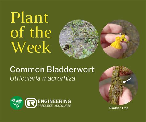 Plant of the Week: Common Bladderwort - Engineering Resource Associates