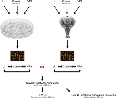 Schematic representation of the performed experiments. Drosophila... | Download Scientific Diagram