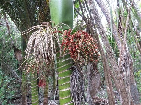 Bird & Travel Photos, Birding Sites, Bird Information: FRUIT OF NIKAU PALM TREE, TIRITIRI ...