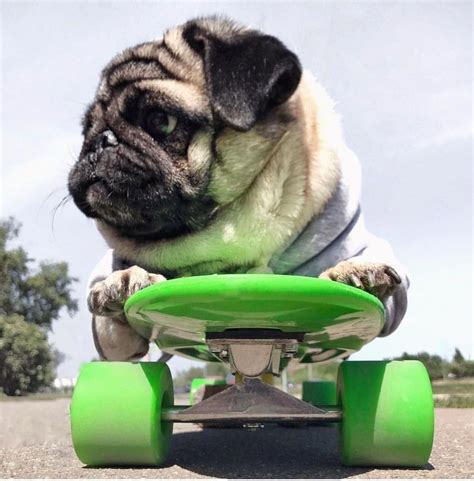 Skateboarding Pug | Pugs, Pug dog, Training your dog