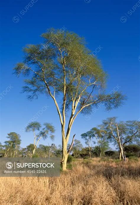 fever tree acacia xanthophloea kruger national park, south africa ...