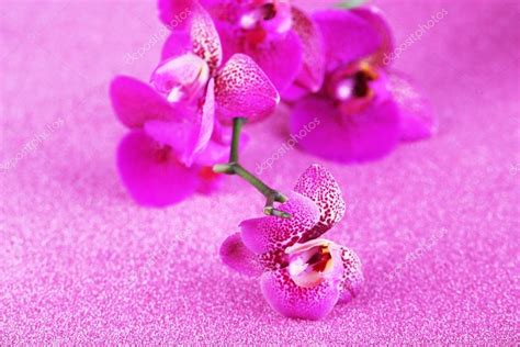 Beautiful orchid on purple background Stock Photo by ©belchonock 62570007