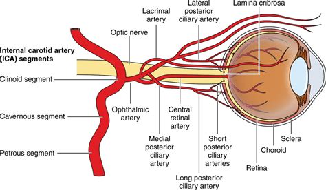 Central Retinal Artery Occlusion Anatomy