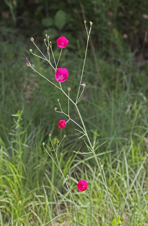 CAA04804a | Fringed Poppy Mallow at Carr Lane, MO, 100606. C… | Flickr