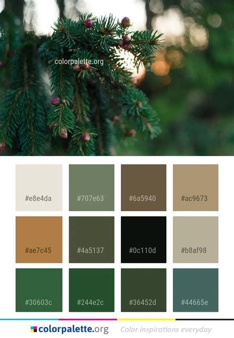 Spruce Tree Pine Family Color Palette | colorpalette.org