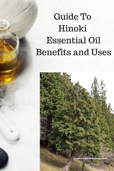 Hinoki Essential Oil Benefits and Uses In Aromatherapy