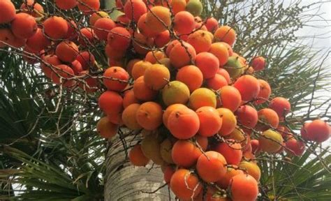 Arecanut Cultivation (Betel Nut) Information | Agri Farming