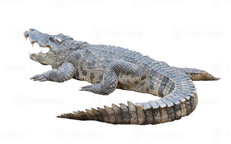 crocodile isolated white background 4529478 Stock Photo at Vecteezy